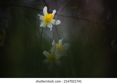 A group of wild daffodils with a blurred surrounding