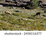a group of wild deer standing on a wildflower grass hill at the lassen volcanic national park