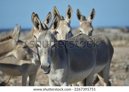 A group of wild donkeys on the Caribbean island of Bonaire