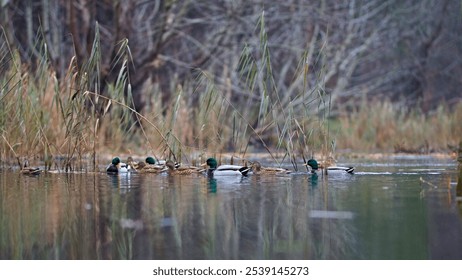 A group of wild ducks swimming in the tranquil lake. - Powered by Shutterstock