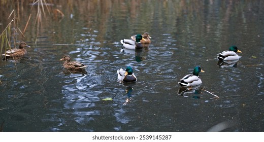 A group of wild ducks swimming in the tranquil lake. - Powered by Shutterstock