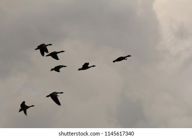 group wild  geese are  flying in formation in a stormy grey sky in winter