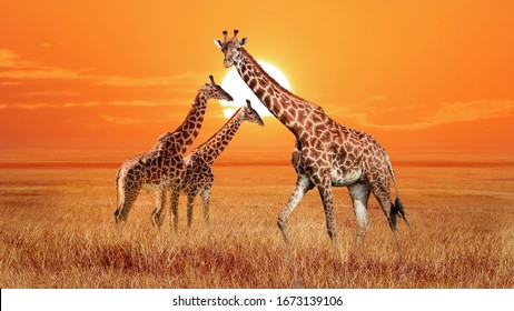 Group of wild giraffes in the African savannah. Wildlife of Africa. Serengeti National Park. Tanzania.