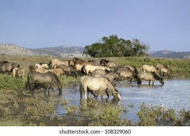 Group Of Wild Horses At Black Hills Wild Horse Sanctuary,  South Dakota