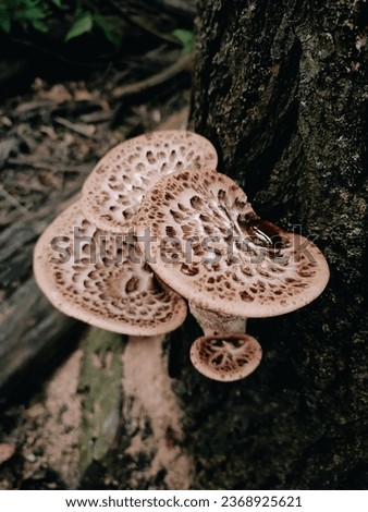Group of wild mushrooms Dryad’s saddle, Pheasant’s back mushroom, scaly polypore, Polyporus squamosus, Cerioporus squamosus on the tree trunk

close up. Edible fresh mushroom family in the forest 