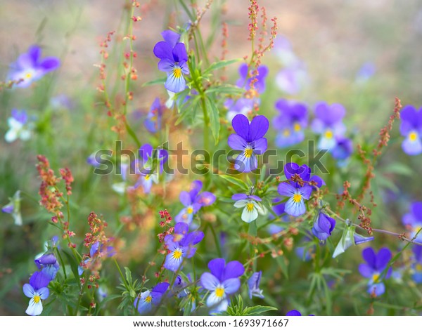 A group of wild pansies, Johnny Jump\
up, Viola tricolor, native European wild flowers blooming on a\
large rock in a forest, closeup with selective\
focus