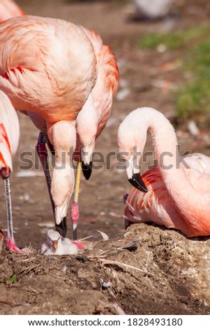 
group of wild pink flamingo by the lake in nature