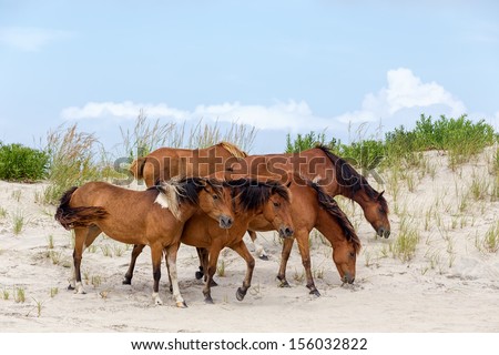 A group of wild ponies, horses, of Assateague Island on the beach in Maryland, USA. These animals are also known as Assateague Horse or Chincoteague Ponies. 