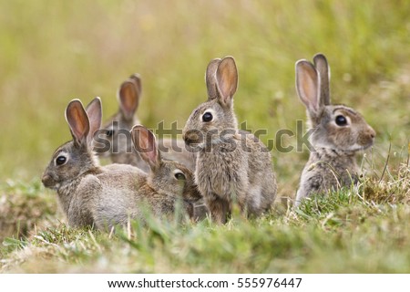 A group of wild rabbits sitting outside their warren in New Zealand