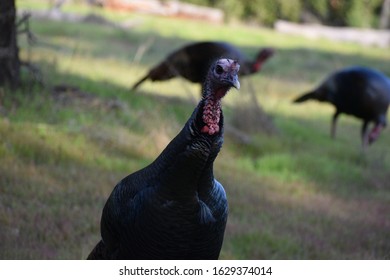 Group Wild Turkeys Green Grass Background Stock Photo 1629374014