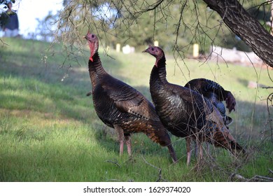 Group Wild Turkeys Green Grass Background Stock Photo 1629374020