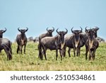 A group of wildebeest standing in the grass all looking up at the same time 