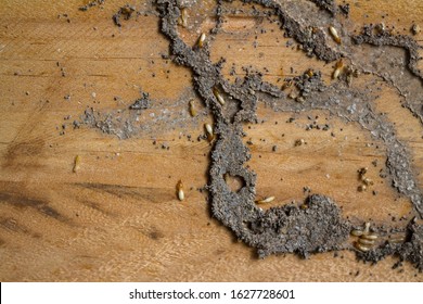 Group of worker termites walking and move in cracking tunnel from termite nest on old brown wood board of abandoned house. Background for environment or pest control or house problem concept.
