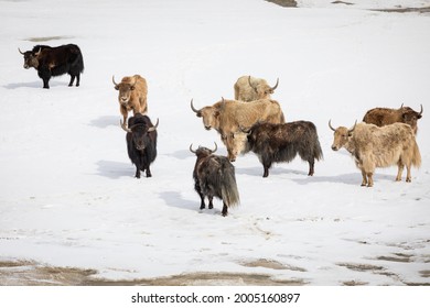 349 Pakistan yak Images, Stock Photos & Vectors | Shutterstock