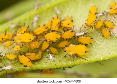 3,725 Yellow aphids Images, Stock Photos & Vectors | Shutterstock