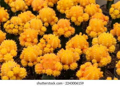 Group of yellow cactus in farm, Ruby ball cactus, moon cactus, grafted cactus, gymnocalycium Mihanovichii