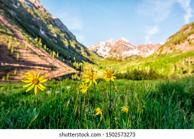 Group of yellow daisy flowers wildflowers in foreground view of Maroon Bells lake sunrise in Aspen, Colorado - Powered by Shutterstock