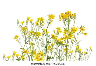 Group Of Yellow Flowers Isolated On White Background