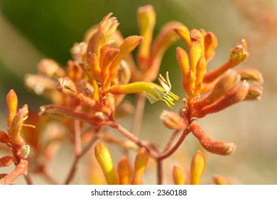 A Group Of Yellow Red Kangaroo Paws Growing In The Bush