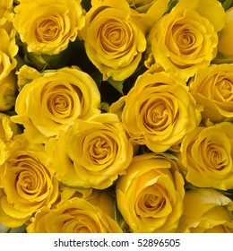 Group of yellow rose.