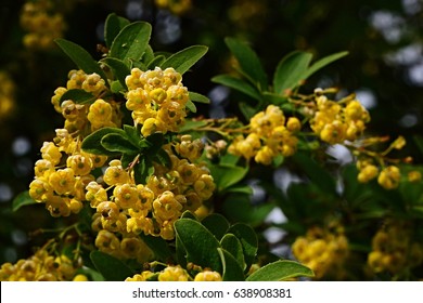 Group of yellow small scenty flowers and young leave of Barberry Berberis Sieboldii