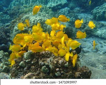 Group of Yellow Tangs on Coral