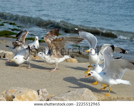 Group of Yellow-legged Gull (Larus michahellis) and black-headed gull (Chroicocephalus ridibundus) in beach, adults and juvenile, in the Camargue, in France