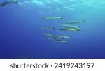 Group of Yellow-tail Barracuda (Sphyraena flavicauda) swims in blue depth sea, Red sea, Safaga, Egypt