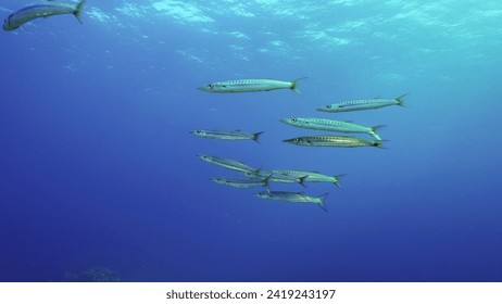 Group of Yellow-tail Barracuda (Sphyraena flavicauda) swims in blue depth sea, Red sea, Safaga, Egypt - Powered by Shutterstock