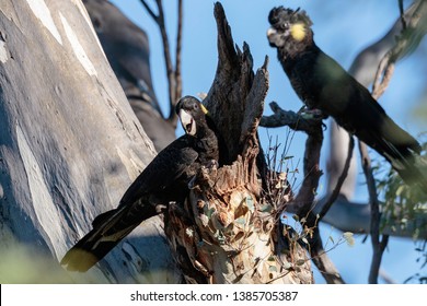 818 Yellow tailed black cockatoo Images, Stock Photos & Vectors ...