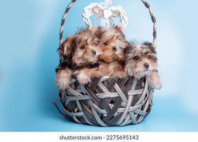 a group of Yorkshire terrier dogs sitting in a basket on a blue background