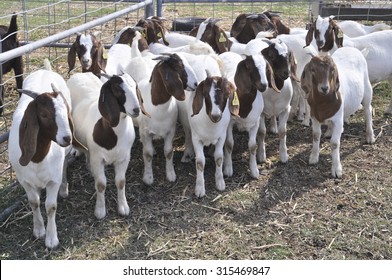 A group of young African Boer Goat on in the paddock farm.