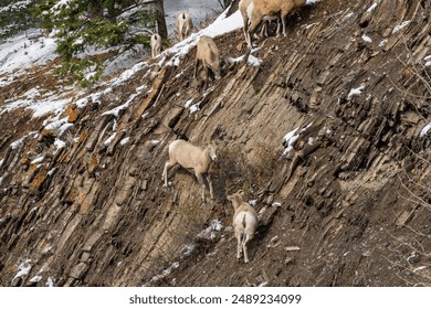 A group of young Bighorn Sheep standing on the snowy rocky mountain hillside. Banff National Park in October, Mount Norquay, Canadian Rockies, Canada. - Powered by Shutterstock