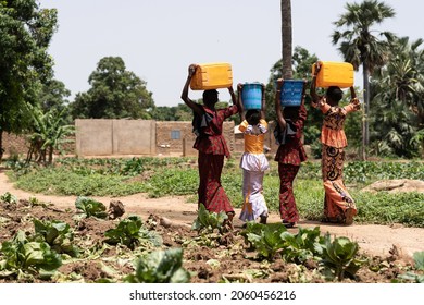 Group Of Young Black West African Girls Carrying Heavy Water Containers On Their Head; Child Labor Concept