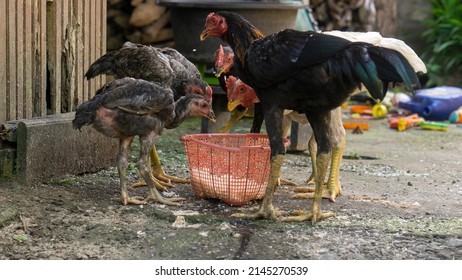 Group Young Chickens Eating While Watching Stock Photo 2145270539 ...