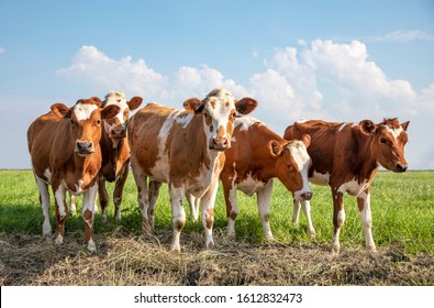 Group of young cows stand together in a pasture under a blue sky, red and white heifer.
