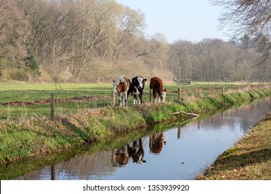 A group of young cows, their reflection in the water, are standing next to a ditch, a meadow surrounded by trees.