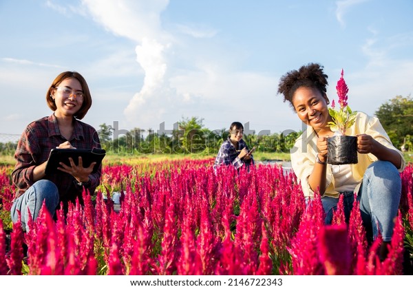 Group of young diversity\
woman check and harvest red flowers (Cockscomb) in organic farm.\
Happy beautiful young asian woman sitting in cockscomb flower\
garden outdoors
