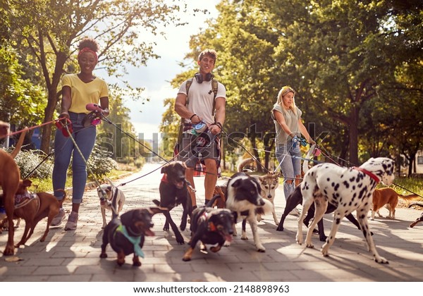 A group of\
young dog walkers on a beautiful day in the park are enjoying their\
job. Pets, walkers, service