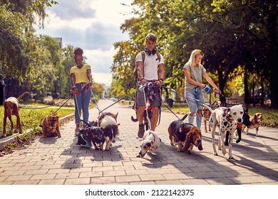 Group of young dog walkers working together outside with dogs
