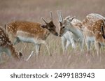 Group of young fallow deer 