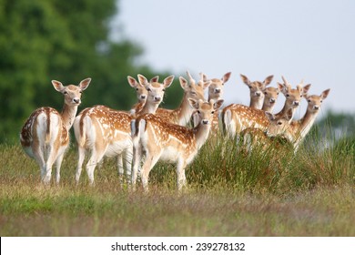 group-young-fallow-deer-springtime-260nw