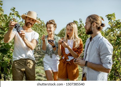 Group of a young friends tasting grapes on the vineyard, having fun while hanging out together at the winery on a sunny morning