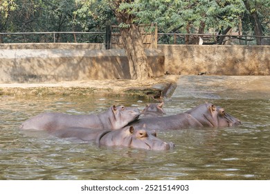 A group of young hippos enjoying themselves while playing in the water - Powered by Shutterstock