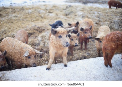 Group Of Young Mangalitsa Pigs In The Winter On The Snow. The Brood Is Developed From Older Types Of Hungarian Pig Crossed With The Wild Boar And Serbian Breed In Austro Hungary In 19th Century.