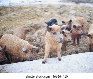 Group Of Young Mangalitsa Pigs In The Winter On The Snow. The Brood Is Developed From Older Types Of Hungarian Pig Crossed With The Wild Boar And Serbian Breed In Austro Hungary In 19th Century.