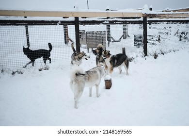 Group of young mongrel dogs runs through the snow in an aviary in winter and has fun together. Dogs in an animal shelter. Alaskan and Siberian huskies on a walk.