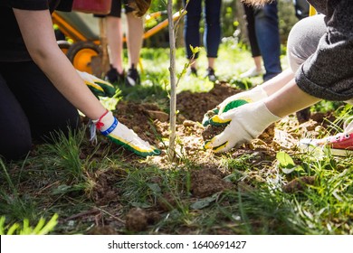 A group of young people plant a young tree in a city park. Children in gloves sprinkle the seedlings to the trunk of the seedling.