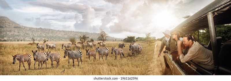 Group of young people watch and photograph wild zebras on safari tour in national park on Tanzania. Adventure and wildlife exploration in Africa.
