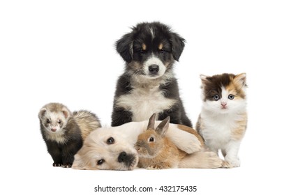 Group Of Young Pets Isolated On White